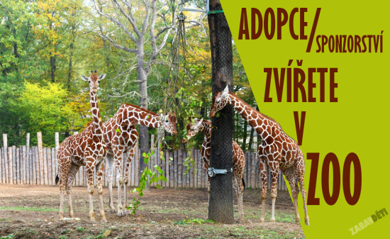 Adopce a sponzorství zvířete v ZOO